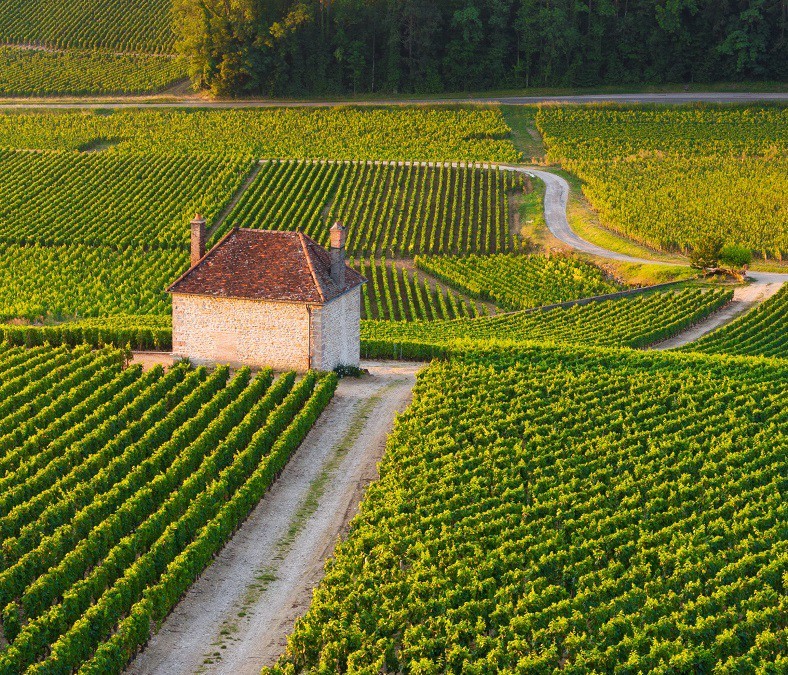 Vignes Gevrey-Chambertin